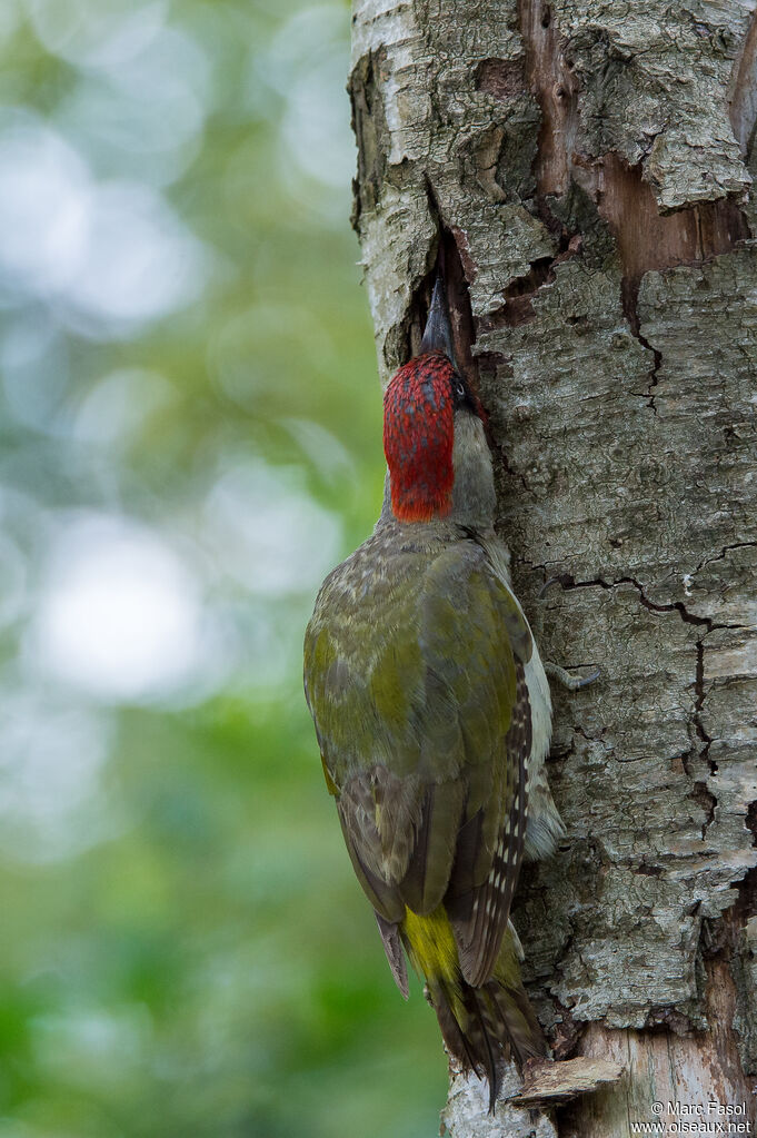 Pic vert mâle adulte, pêche/chasse