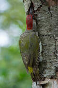 European Green Woodpecker