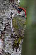 European Green Woodpecker