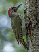 European Green Woodpecker