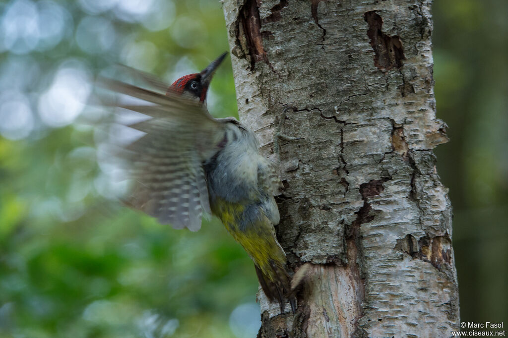 European Green Woodpecker male adult, identification