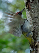 European Green Woodpecker