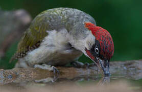 European Green Woodpecker