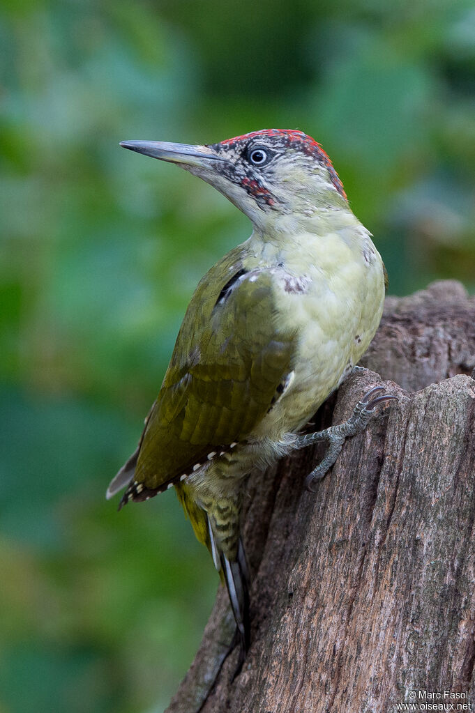 European Green Woodpecker male First year, identification