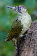 European Green Woodpecker