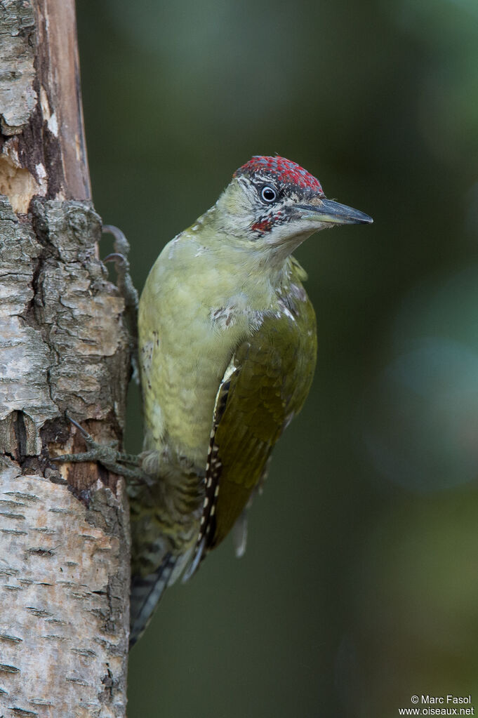 Pic vert mâle 1ère année, identification