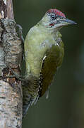 European Green Woodpecker