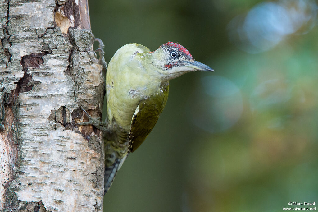 European Green Woodpecker male First year, identification