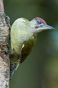 European Green Woodpecker