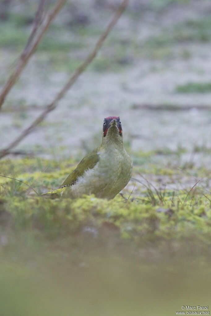 European Green Woodpecker male adult, identification, feeding habits, Behaviour