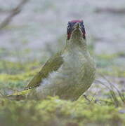 European Green Woodpecker