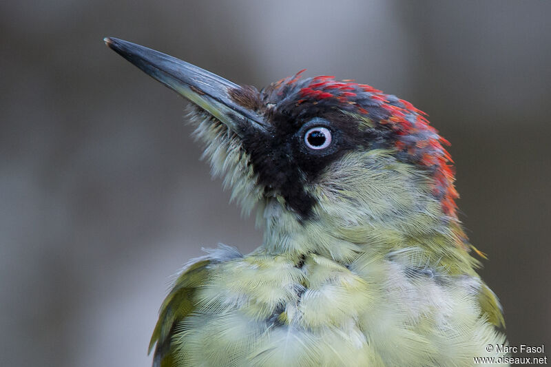 European Green Woodpecker female First year, close-up portrait