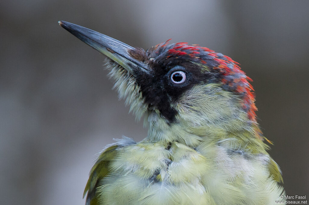 Pic vert femelle 1ère année, portrait