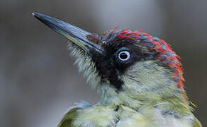 European Green Woodpecker