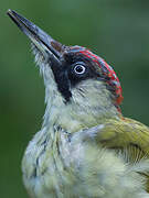 European Green Woodpecker