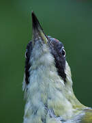 European Green Woodpecker