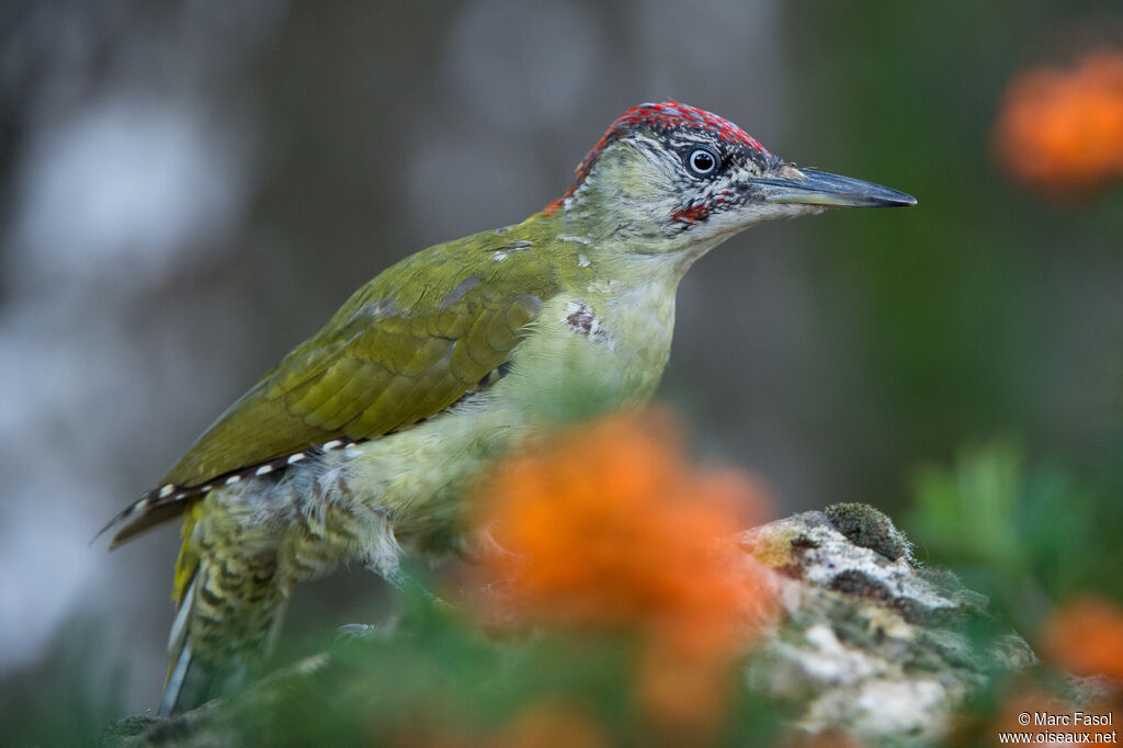 European Green Woodpecker male First year, identification