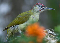 European Green Woodpecker