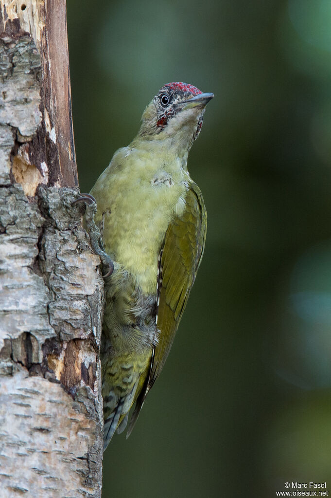 European Green Woodpecker male First year, identification