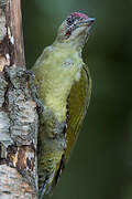 European Green Woodpecker