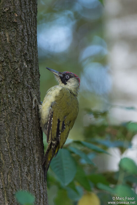 European Green Woodpecker female First year