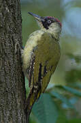 European Green Woodpecker