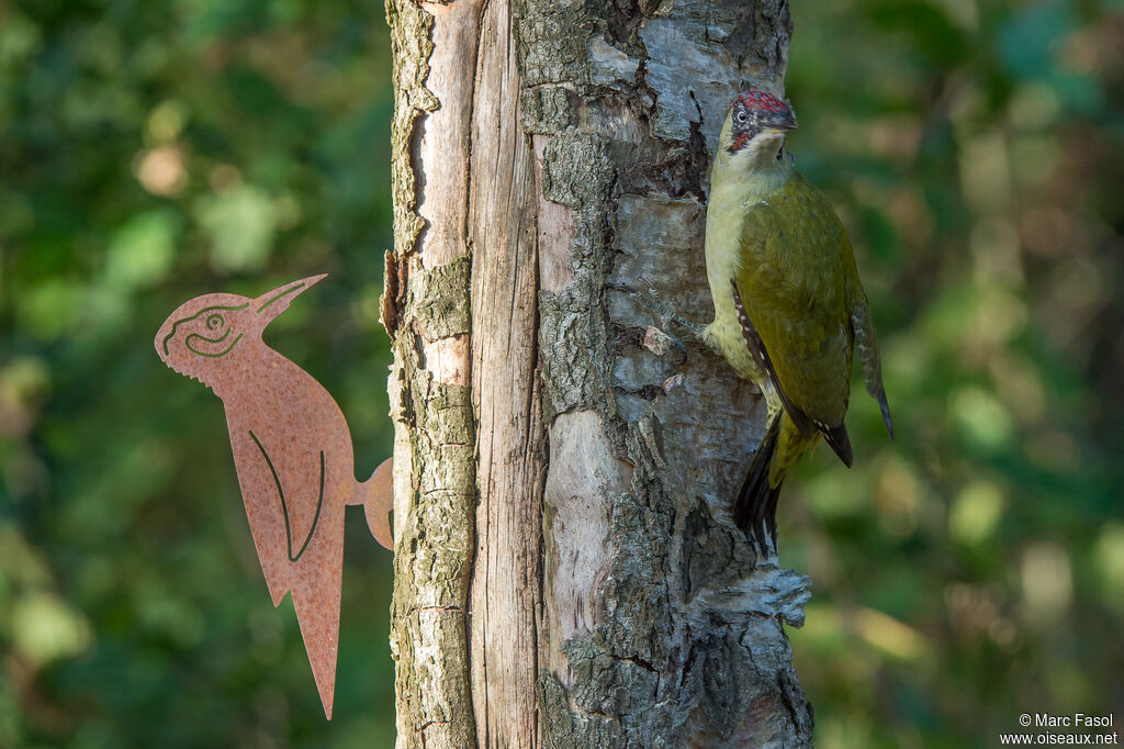 European Green Woodpecker male First year, identification