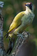 European Green Woodpecker