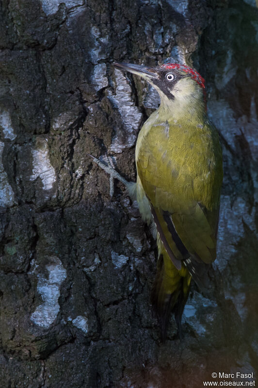 European Green Woodpecker female First year, identification