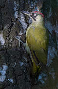 European Green Woodpecker