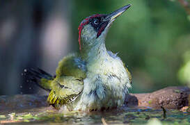 European Green Woodpecker