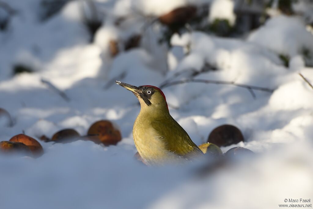 European Green Woodpecker female adult post breeding, identification, feeding habits, Behaviour