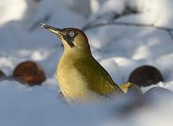 European Green Woodpecker