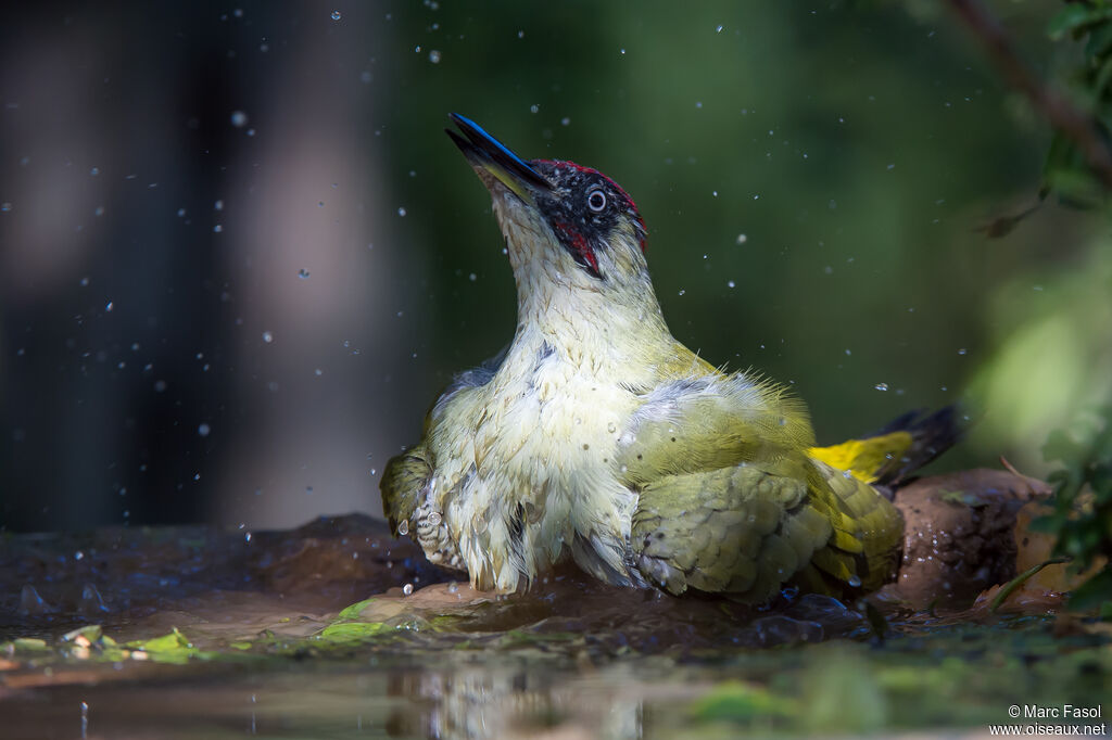 European Green Woodpecker male First year, care