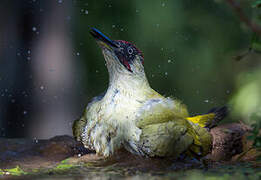 European Green Woodpecker