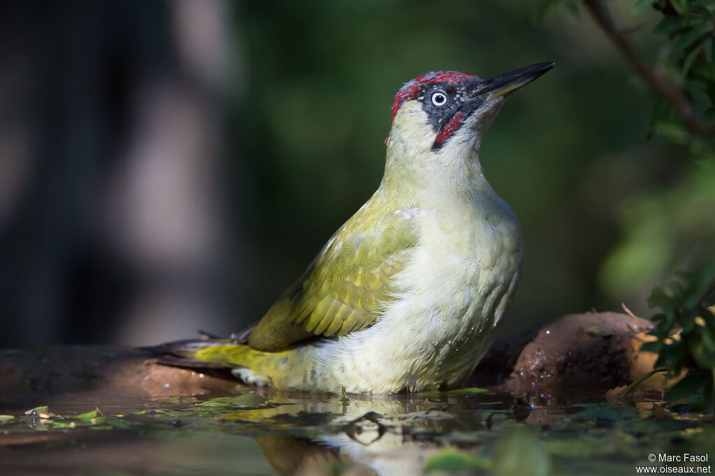 European Green Woodpecker male First year, identification, care