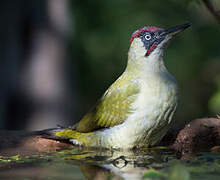 European Green Woodpecker