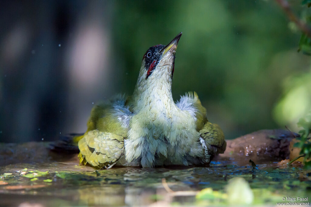 European Green Woodpecker male First year, care