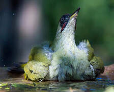 European Green Woodpecker