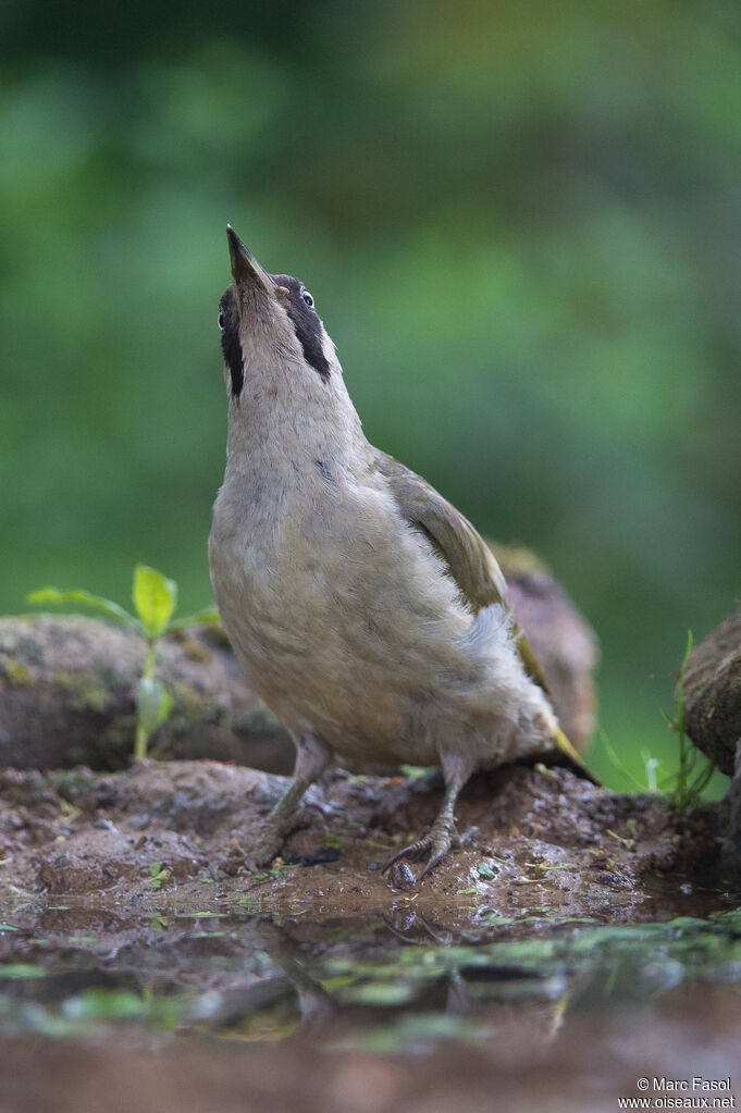 European Green Woodpecker female adult, identification, drinks