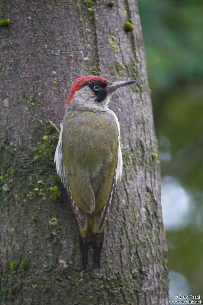 Pic vert femelle adulte, identification