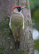 European Green Woodpecker