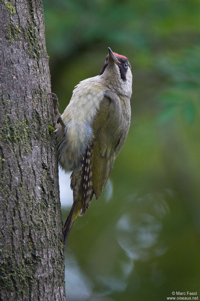 European Green Woodpecker female adult, identification