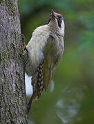 European Green Woodpecker