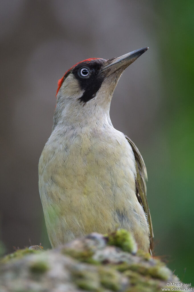 European Green Woodpecker female adult, close-up portrait