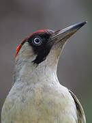 European Green Woodpecker