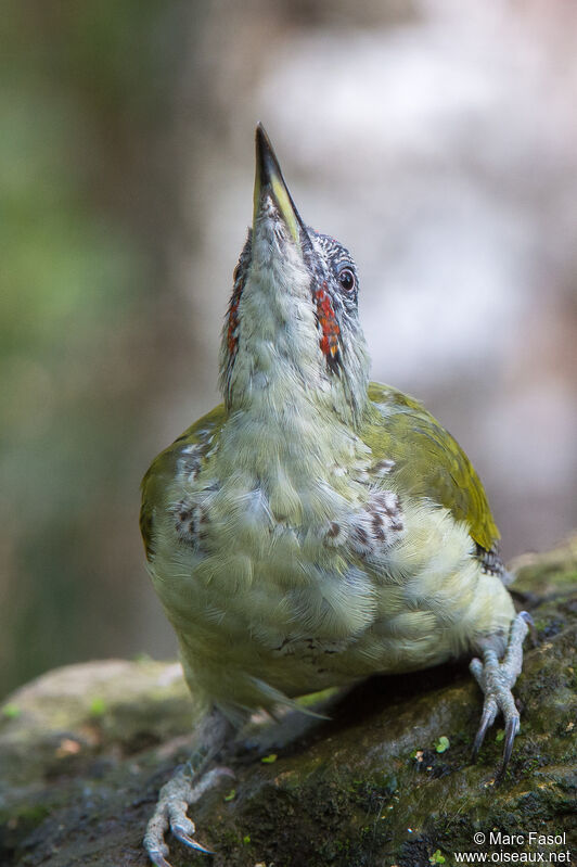 European Green Woodpecker male immature, identification, moulting