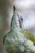 European Green Woodpecker