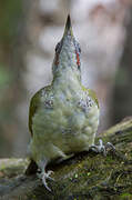 European Green Woodpecker