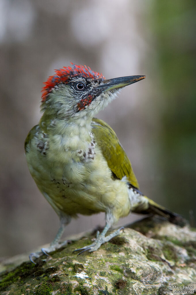 European Green Woodpecker male immature, identification, moulting